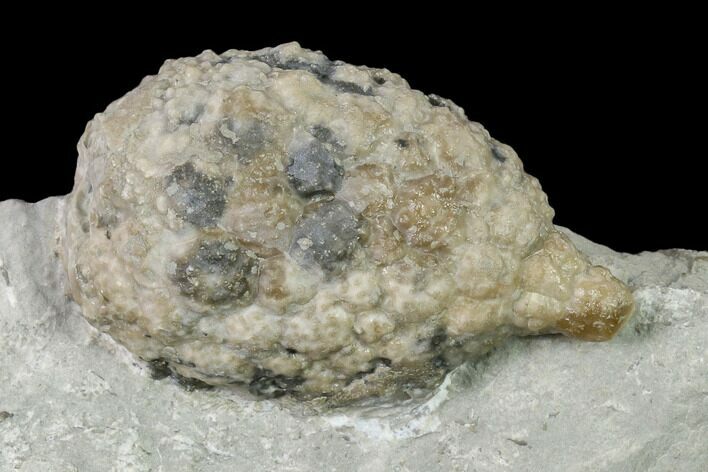 Cystoid (Holocystites) Fossil - Indiana #136974